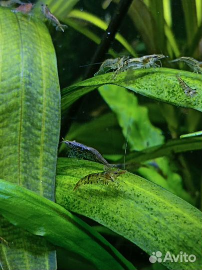 Рыбки гуппи, креветки и аквариумные растения