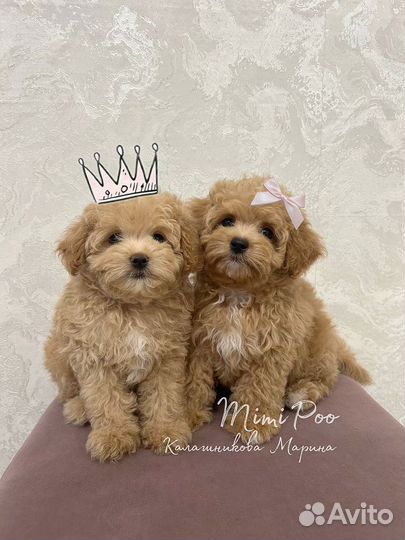 Мальтипу f1 mini