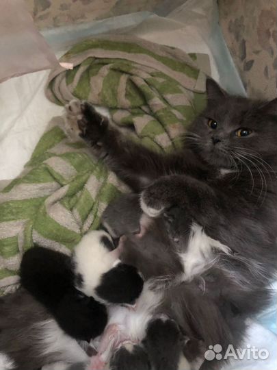 Котята 1,5 месяца