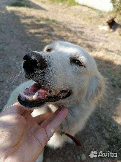 Собака в добрые руки