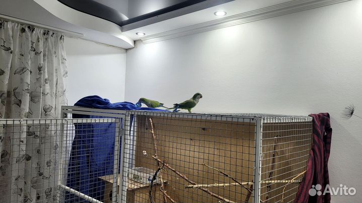 Попугаи монах