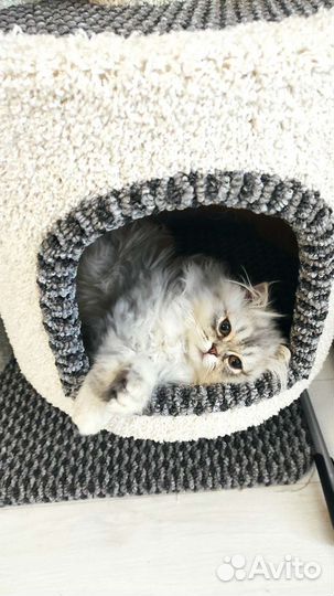 Кот шотландской породы