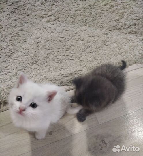Кошка в дар бесплатно