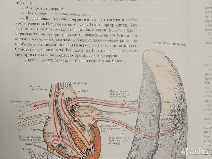 Тайны анатомии для детей 6+