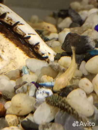 Сомики анциструсы мальки