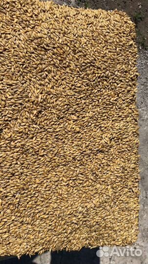 Ячмень, Кукуруза, Пшеница оптом