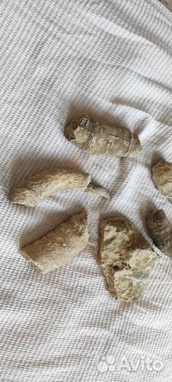 Окаменелости