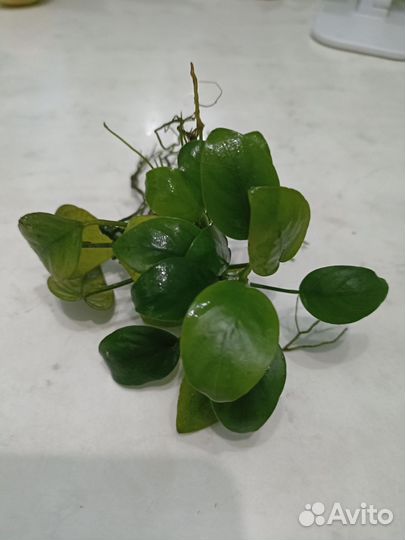 Анубиас нана