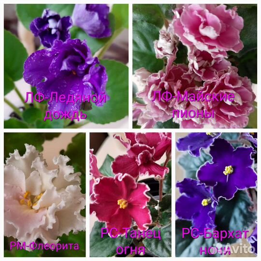 Фиалки (детки, стартеры)