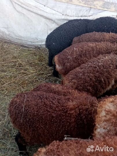 Баранчики и Ярки Эдельбай 4 месяца