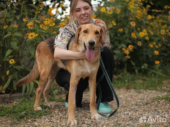 Добрый пёс молодой