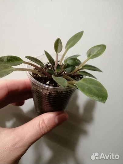 Цветы для дома