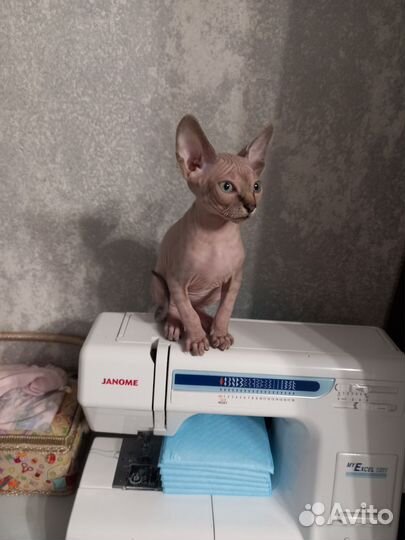 Канадский сфинкс котенок