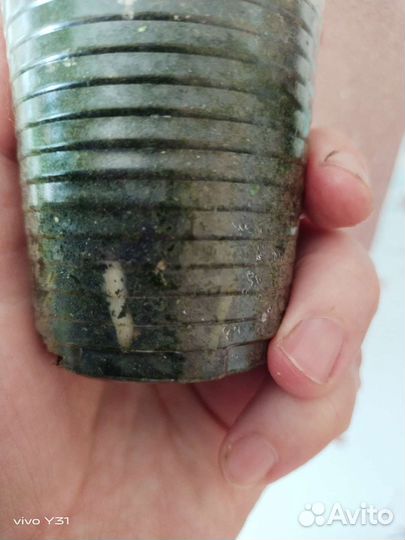 Замиокулькас