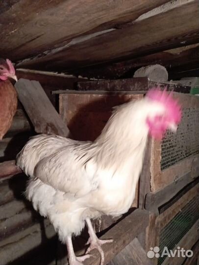 Продам цесарок и петухи