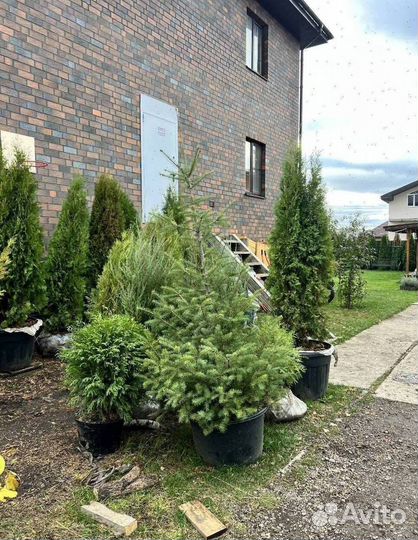 Можжевельник “Скайрокет” гарантией приживаемости