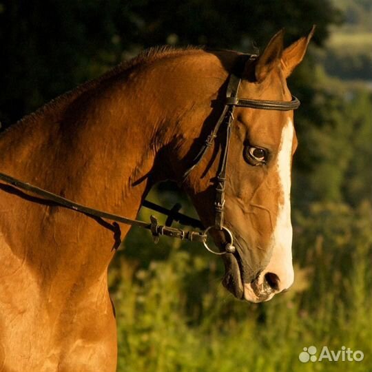 Волонтер для пони/лошади