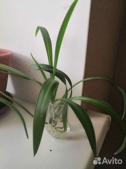 Хлорофитум