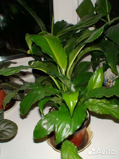 Комнатные растения