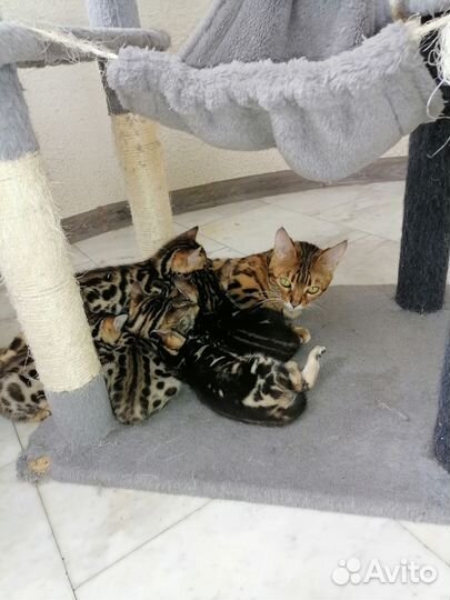Бенгальские котята