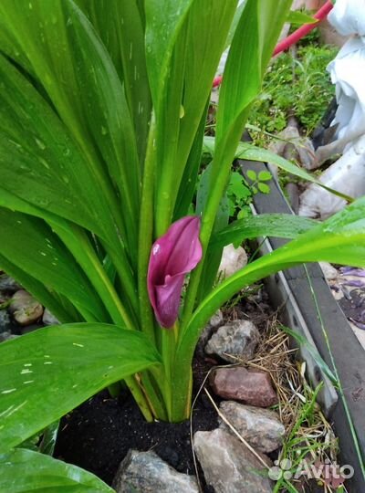 Каллы клубни