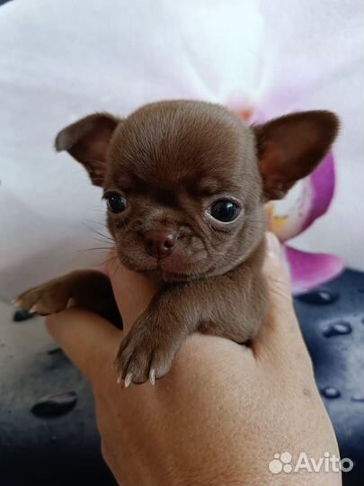 Щенки чихуахуа