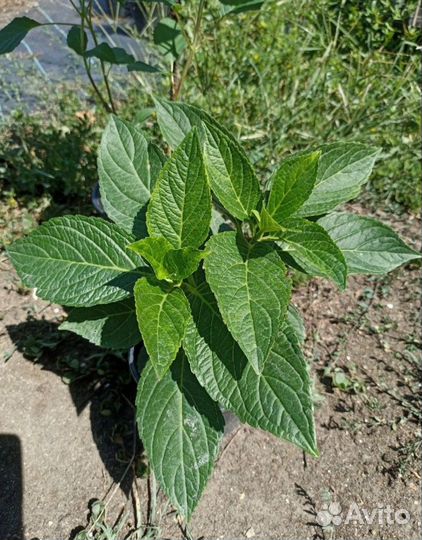 Гортензия Ю энд ми Тугезе