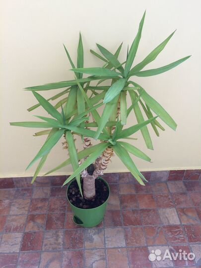 Пальма Юкка слоновая 4 ствола 65 см (с горшком)
