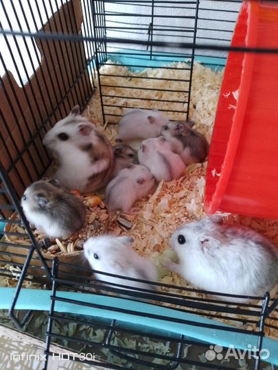 Джунгарский хомяк, 3 шт осталось серенькие