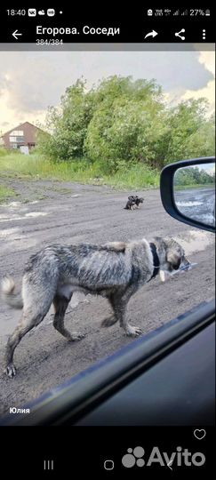 Собака, щенки