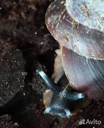 Улитки Caracolus Pleurodonte