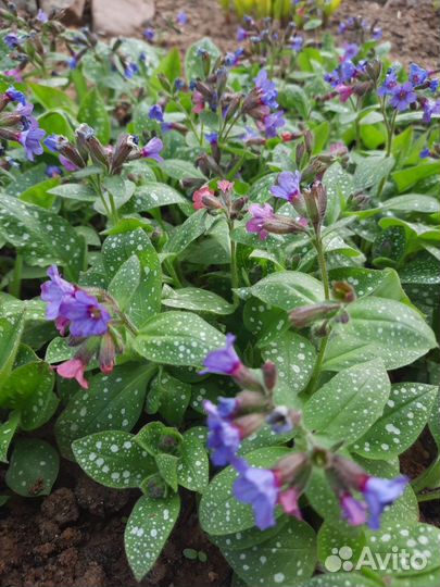 Садовые цветы многолетники