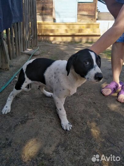 Долматинец. щенок