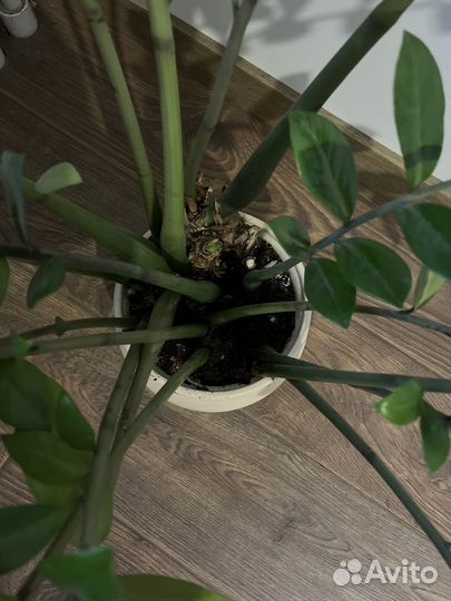 Замиокулькас растение