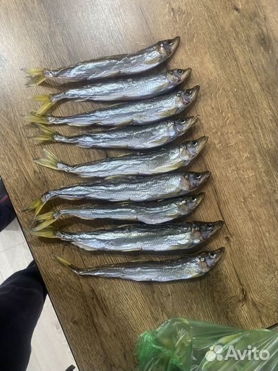 Зубарь сахалинский