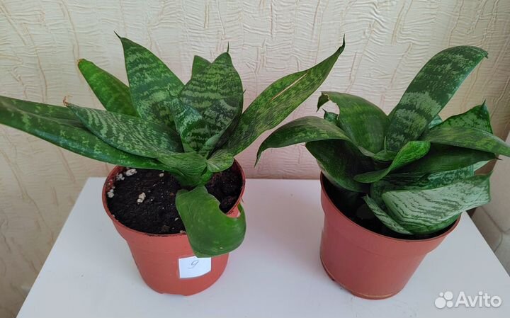 Сансивиерия