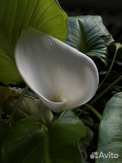 Каллы комнатные