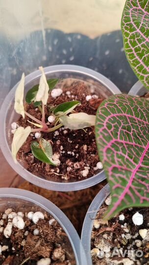 Алоказия бамбино пинк вариегатная фото