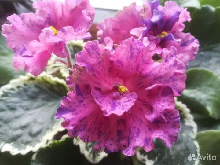 Продам сортовые фиалки