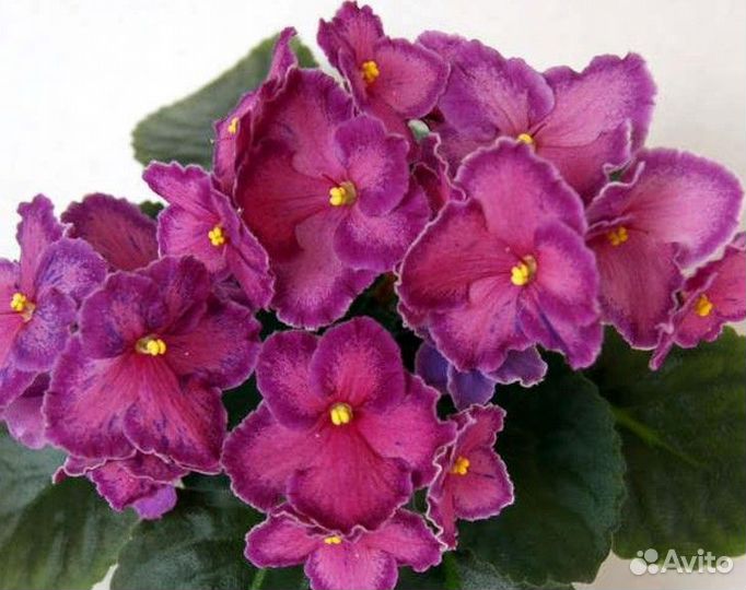 Фиалки сортовые