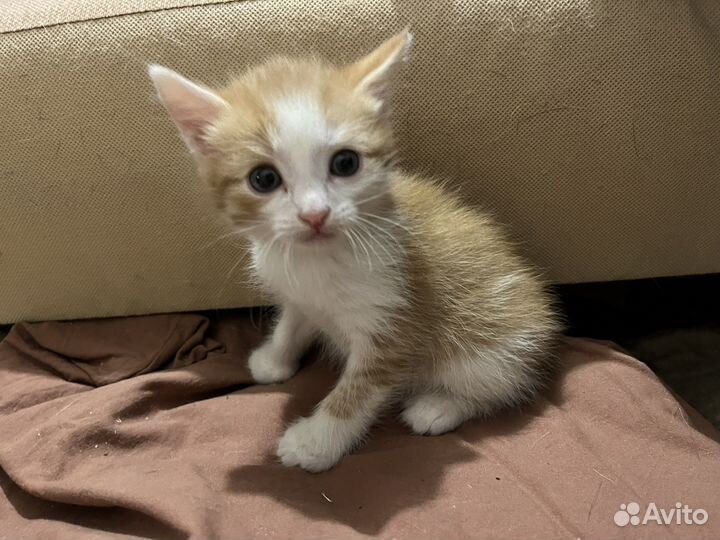 Котята бесплатно
