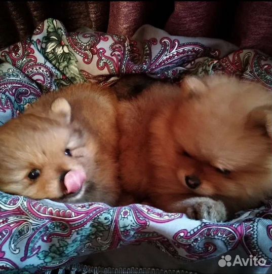 Щенки немецкого шпица