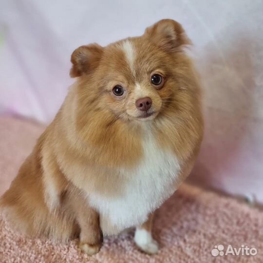 Стрижка собак Константиновка