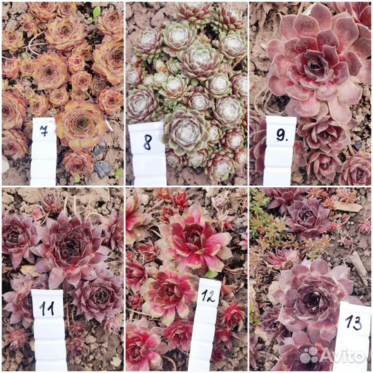 Молодило 60 сортов