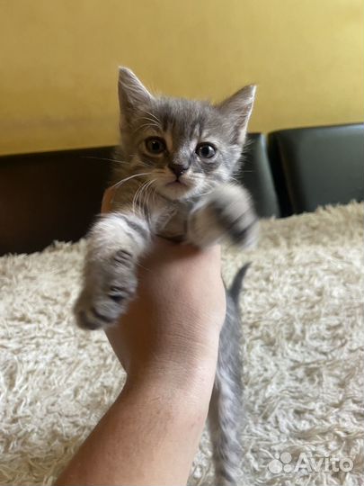 Кошка в дар бесплатно