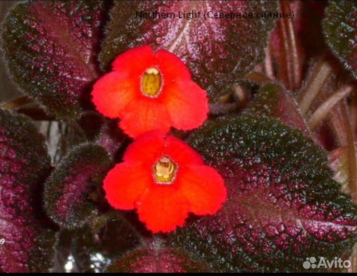 Эписции сортовые