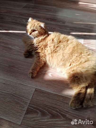 Кот в добрые руки