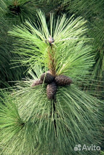 Сосна желтая семена