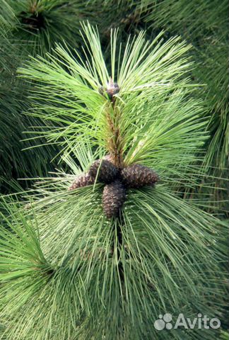 Сосна желтая семена