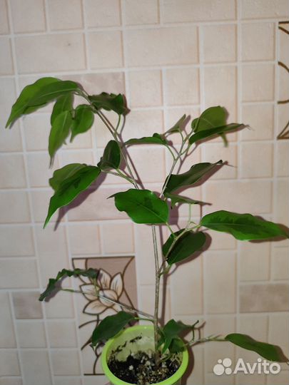 Фикус бенджамина Реджинальд